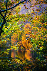 Obraz premium Autumn magic in the Julian Alps. Resia Valley, the woods on the border between Italy and Slovenia.