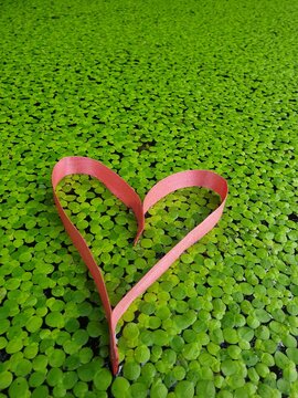 Heart on the Duckweed Swamp
