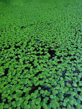 Duckweed Swamp