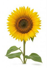 Obraz premium Beautiful Representation of Cute Sunflower Symbolizing Happiness and Summer in Floral Design