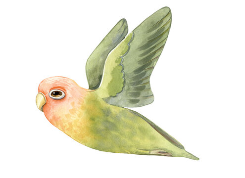 Watercolor illustration of a lovebird on a white background