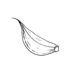 Vector fresh clove garlic. Graphic ink vegetable illustration, isolated on background. Hand drawn line sketch. For designers, prints, logo, icon, menu, postcards, holiday, covers
