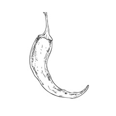 Vector red chili pepper. Hand drawn spicy paprika with seeds illustration perfect for organic branding. Detailed design ideal for food ingredient, aromatherapy, cooking. For cosmetic package design