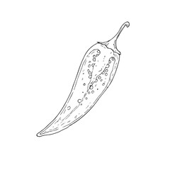 Vector red chili pepper in section. Hand drawn spicy paprika with seeds illustration perfect for organic branding. Detailed design ideal for food ingredient, aromatherapy, cooking. For cosmetic
