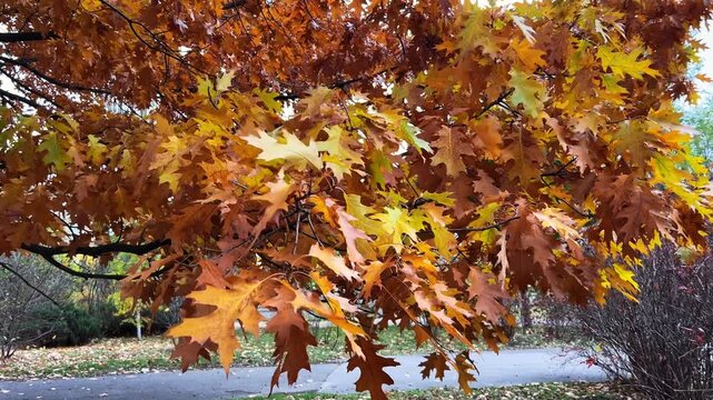 The red oak branches sway back and forth in the strong wind