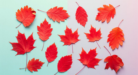 Pattern of dry maple leaves on a colorful background
