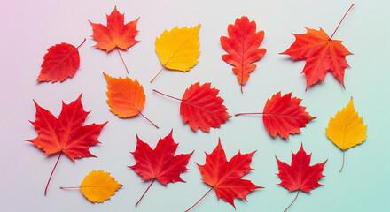 Pattern of dry maple leaves on a colorful background