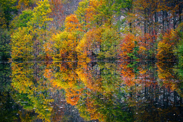 Autumn magic in the Julian Alps. Resia Valley, the woods on the border between Italy and Slovenia.