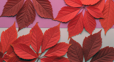 Pattern of dry maple leaves on a colorful background