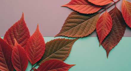 Pattern of dry maple leaves on a colorful background