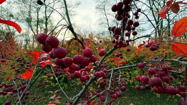 The Mokum tree against the sunset sky