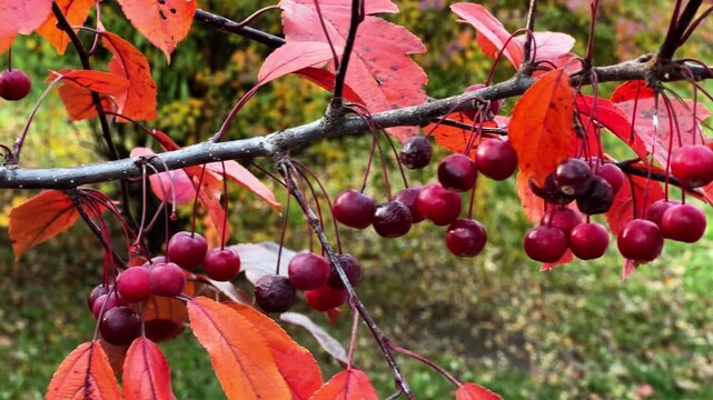 A Mokum apple tree with red leaves and fruits