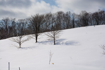 雪の斜面に立つ冬木立
