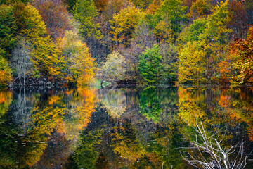 Autumn magic in the Julian Alps. Resia Valley, the woods on the border between Italy and Slovenia.