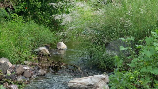 beautiful landscape of river flowing in forest at gir national park. countryside of india. in Monsoon time peacefully a green grass. flowing the river and its like a forest Vibe coming in this video