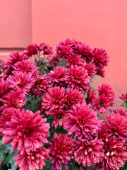 Pink chrysanthemums bloom vibrantly against a coral wall backdrop, showcasing their lush petals in striking detail. This floral scene highlights the contrast between vivid pink flowers and the warm