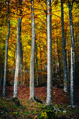 Obraz premium Autumn magic in the Julian Alps. Resia Valley, the woods on the border between Italy and Slovenia.