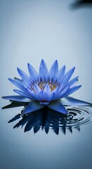 Obraz premium Serene Blue Lotus Blossom Reflecting in Calm Water.