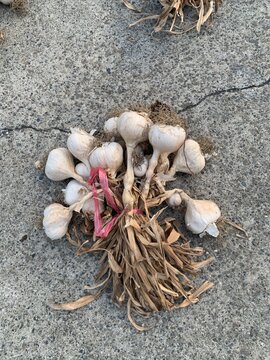 bunch of garlic