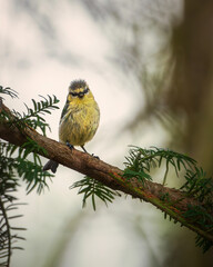 Junger Singvogel mit flauschigem Gefieder sitzt auf einem Ast in natürlicher Umgebung. Detailreiche Natur- und Tieraufnahme mit ruhigem Hintergrund. Blaumeise