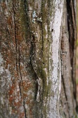  Close-up shot of weathered tree bark showcasing intricate textures and natural aging. The cracked surface reveals layers of color and organic patterns, highlighting nature's artistry.