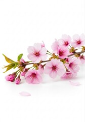 Beautiful Representation of Cute Cherry Blossom Branch Symbolizing Renewal and Joy in Nature