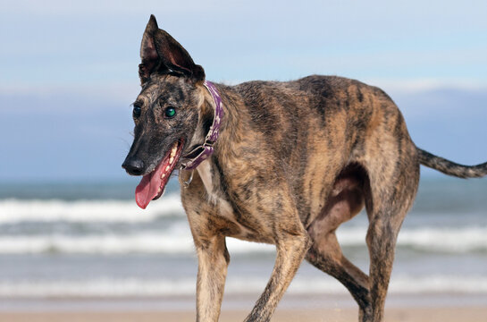 Portrait of a blind greyhound running happy on the beach. Rescued dog with limited eyesight having fun playing on the sand. Senior but active greyhound enjoying a day by the sea.