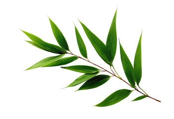 Fototapeta premium Green bamboo stem with pointed leaves on a black background