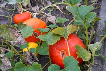  orange pumpkins in garden garden garden in autumn as a concept of growing vegetables for Thanksgiving and Halloween on your own