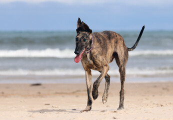Blind greyhound running happy on the beach. Rescued dog with limited eyesight having fun playing on the sand. Senior but active greyhound enjoying a day by the sea.