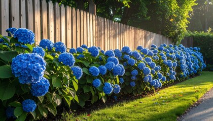 Vibrant blue hydrangeas line a wooden fence