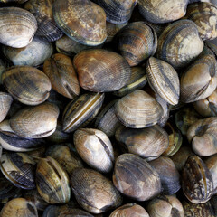 Close up view of a pile of fresh raw clams with natural textures and patterns on their shells  Ideal seafood background for culinary  market  and gastronomy themes