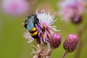 Individual of Scolia hirta on central European meadow flower