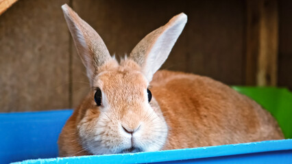 One cute rabbit close-up. A decorative fluffy beige bunny sits in toilet tray looking at camera at...
