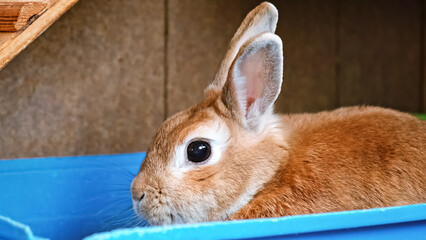 Obraz premium A cute rabbit close-up. A decorative fluffy beige bunny sits in toilet tray at the home cage. Everyday life of pet. Pet shop concept. Farm animal. Sniffing pet. High quality photo.