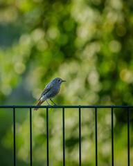 Hausrotschwanz sitzt auf einem Metallzaun vor unscharfem grünem Bokeh-Hintergrund. Naturfoto eines kleinen Singvogels in urbaner Umgebung, ruhige Atmosphäre, frühsommerliches Licht.