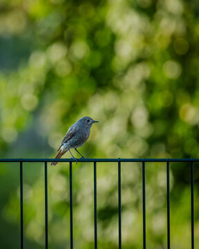 Hausrotschwanz sitzt auf einem Metallzaun vor unscharfem gr&uuml;nem Bokeh-Hintergrund. Naturfoto eines kleinen Singvogels in urbaner Umgebung, ruhige Atmosph&auml;re, fr&uuml;hsommerliches Licht.