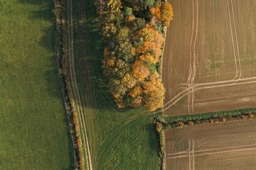 Aerial view of autumn woodland strip dividing farmland fields, showcasing seasonal foliage, rural landscape patterns, natural textures and golden fall colours in a peaceful countryside setting