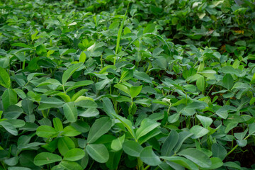Obraz premium Close Up of Young Peanut Plants (Arachis Hypogaea) with Lush Green Leaves