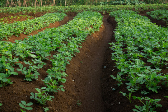 Furrows and Ridges in a Sweet Potato Field with Young Green Vines