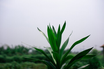 Fresh Green Dracaena Plant Leaves Against a Bright Overcast Sky
