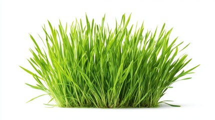 Fresh green wheatgrass growing densely on white background, healthy organic superfood sprouts for juice detox nutrition and natural wellness supplement ingredient