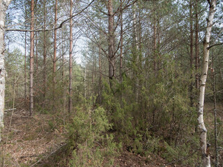 Fototapeta premium vibrant woodland habitat, complex ecosystem showcasing vibrant plant life and habitat diversity for ecological research