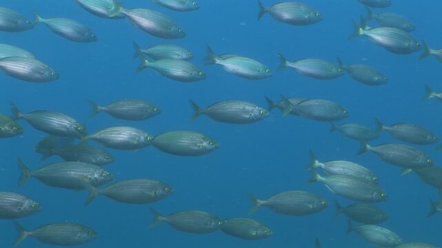 sarpa fish school underwater eating and swimming sarpa salma dream fish ocean scenery
