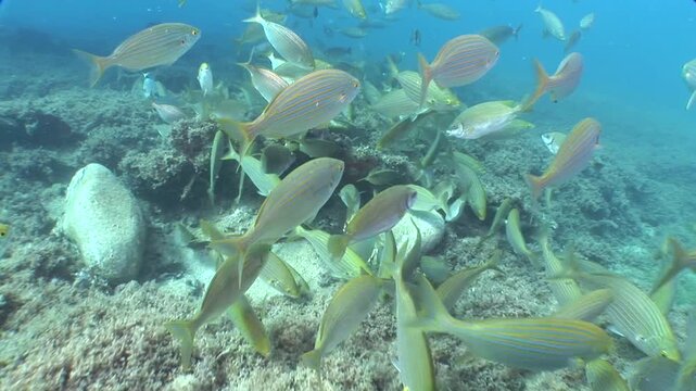 sarpa fish school underwater eating and swimming sarpa salma dream fish ocean scenery