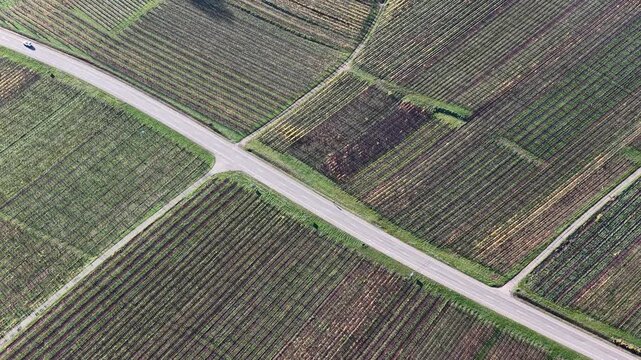 Aerial view of a road intersecting a network of lush green vineyards, creating a stunning textured landscape, Rouffach, Grand Est, France.