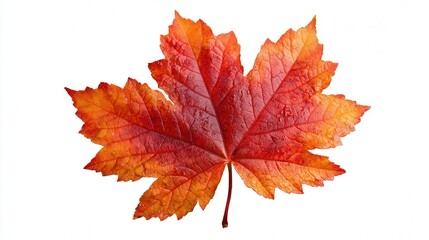 Obraz premium Maple leaf isolated on white background