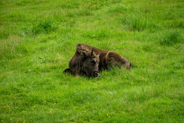 A cute little bison lies on a hillside of green grass in summer