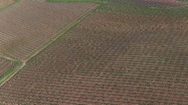 Aerial view of neatly arranged vineyards creating textured patterns across the landscape, with green pathways, Rouffach, Grand Est, France.