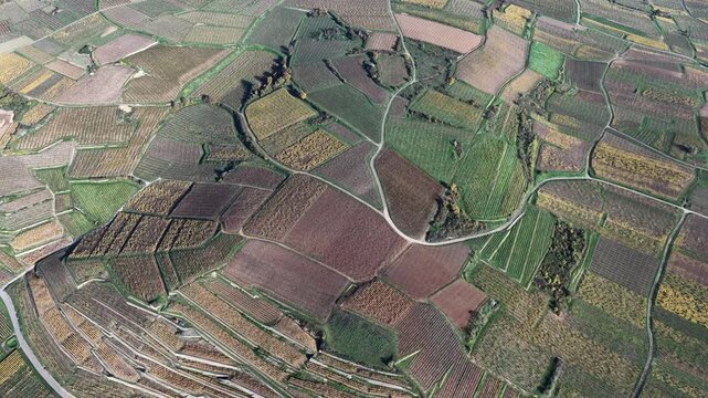 Aerial view of geometric vineyards interlocked by roads, creating a patchwork of textures and colors from above, Rouffach, Grand Est, France.